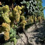 Вино Moscato d’Asti пахнет свежим мускатным виноградом