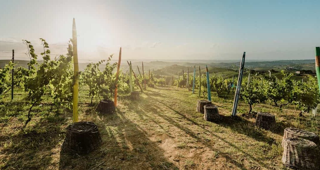 Унікальні вина Asti та Moscato d’Asti — солодка душа італійського регіону Асті