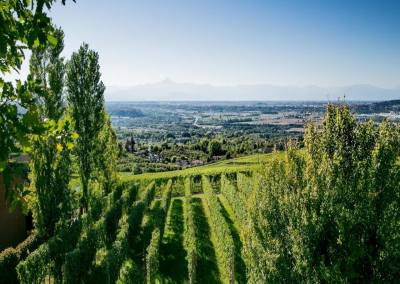 Bosio Family Estates та Diamante: Серце П'ємонту в Кожній Пляшці
