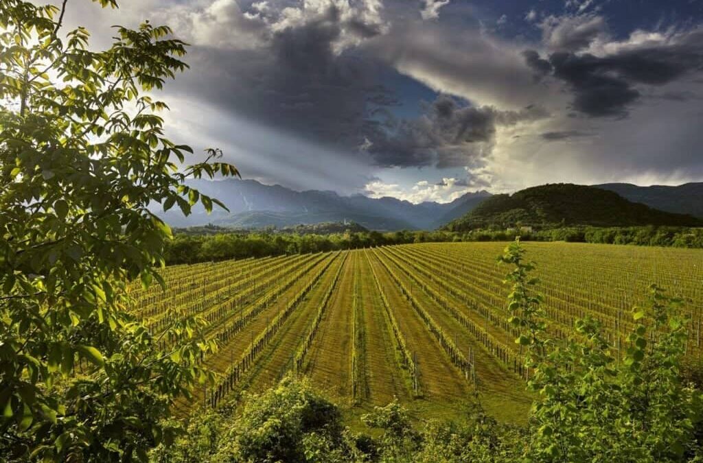 Domus Vini – вино з серця Венето, визнане світом (з сюрпризом)