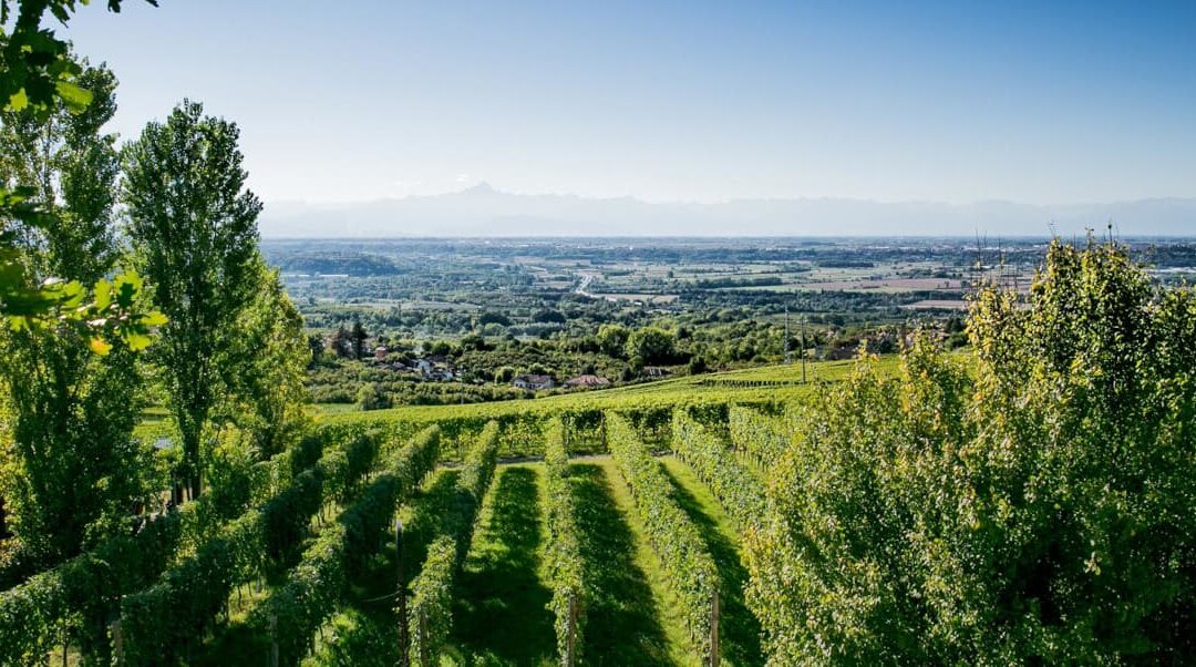 Bosio Family Estates та Diamante: Серце П’ємонту в Кожній Пляшці
