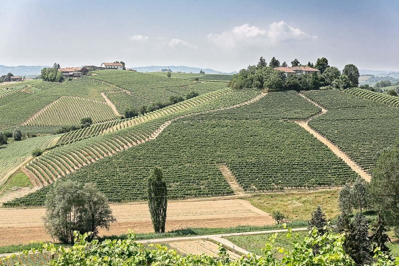 Fratelli Aresca S.r.l.: Серце Монферрато у кожній пляшці вина